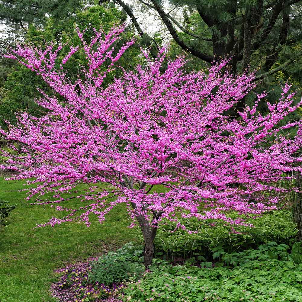 Eastern Redbud Tree